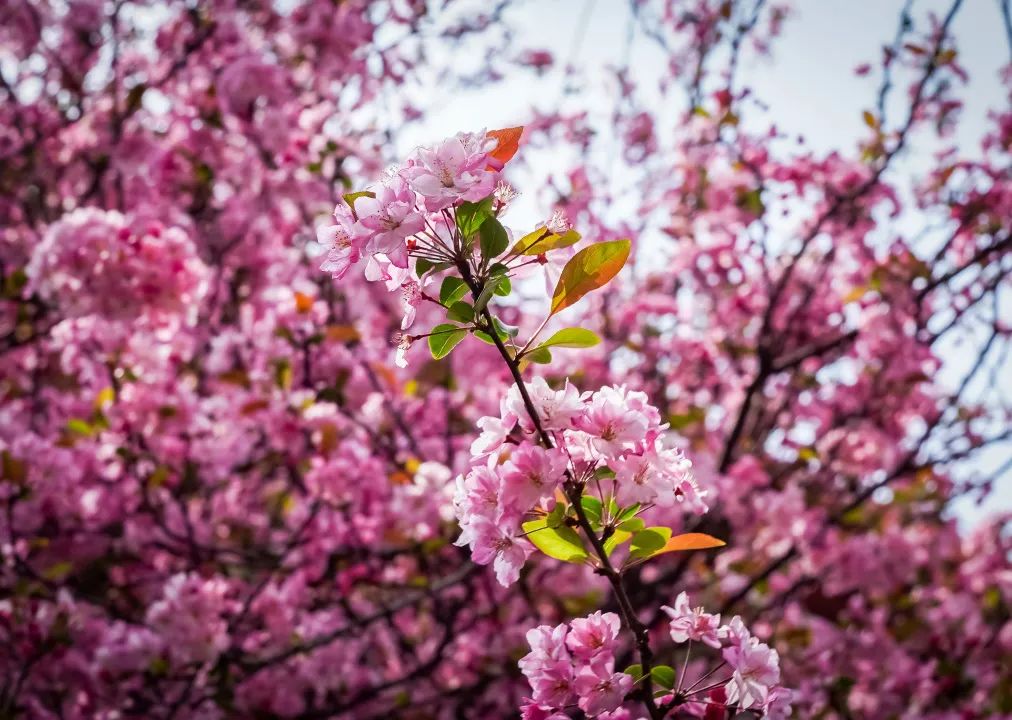 云新校园春景图鉴已上线，快来投稿你镜头下的春天吧！